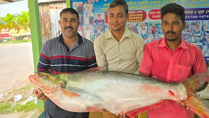 dhai-fish-1757577427