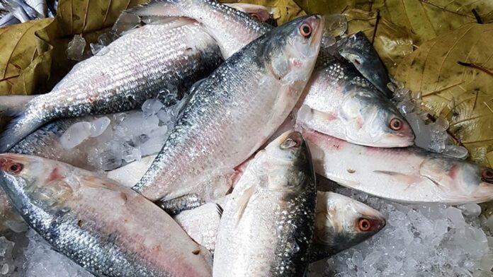 ইলিশ-69005179debb1